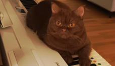Katzen Housesitting I Hohen Neuendorf
