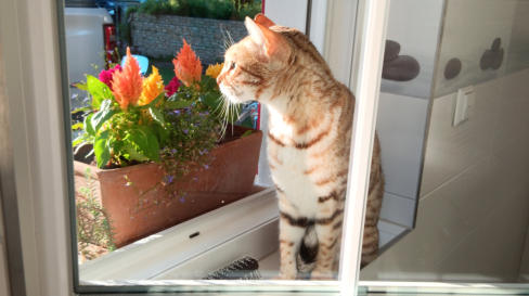 Katzen mobiles Housesittung I Hohen Neuendorf